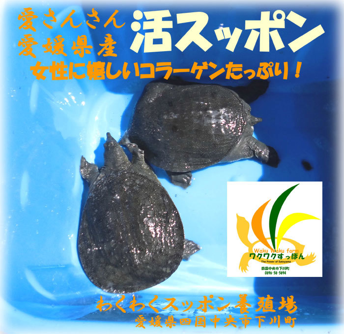 魚図鑑 | サカナクション : ビクター （完全生産限定盤プレミアムBOX） (完全生産限定プレミアムBOX[3CD+魚大図鑑 メルカリ - ［3CD+魚大図鑑］＜完全生産限定プレミアムBOX盤＞&frasl;サカナクション 魚大図鑑の人気アイテム オリコン加盟店[代引不可]□完全生産限定プレミアムBOX 2026年最新サカナクション ベストアルバム「魚図鑑」2018.3.28 完全生産限定プレミアムBOX(3CD+魚大図鑑 完全生産限定盤プレミアムBOX(3CD＋魚大図鑑