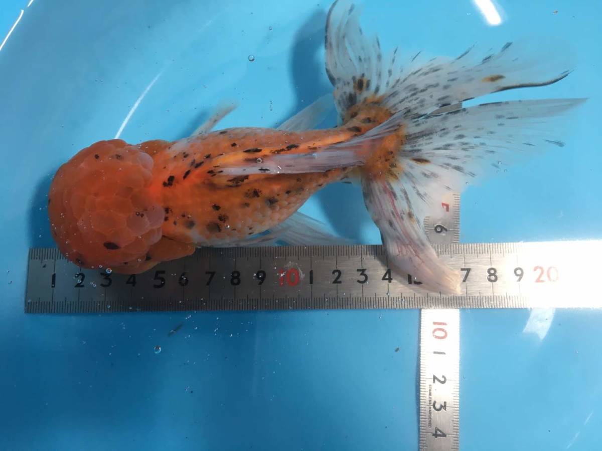 販売します】金魚 東錦 3歳 【公式通販】