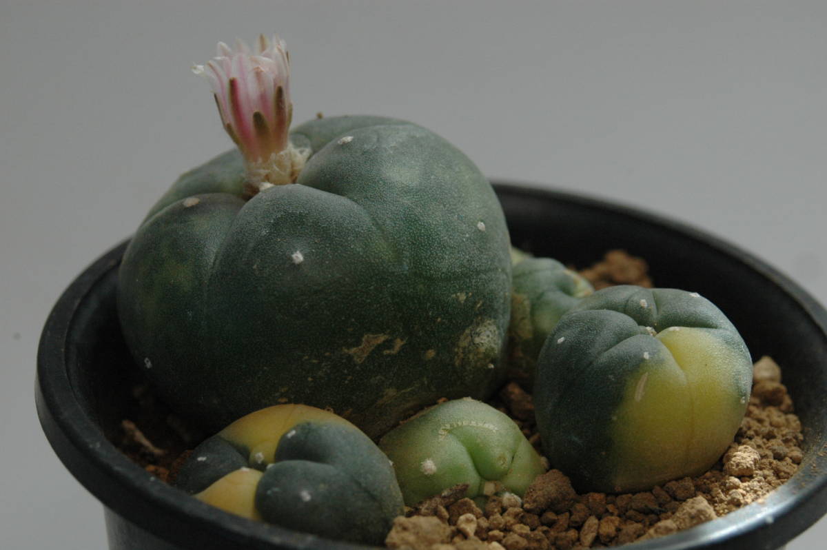 ☆ 鳥羽玉錦 カキ仔 サボテン 多肉植物 ☆ 仔吹き烏羽玉(こふきうば