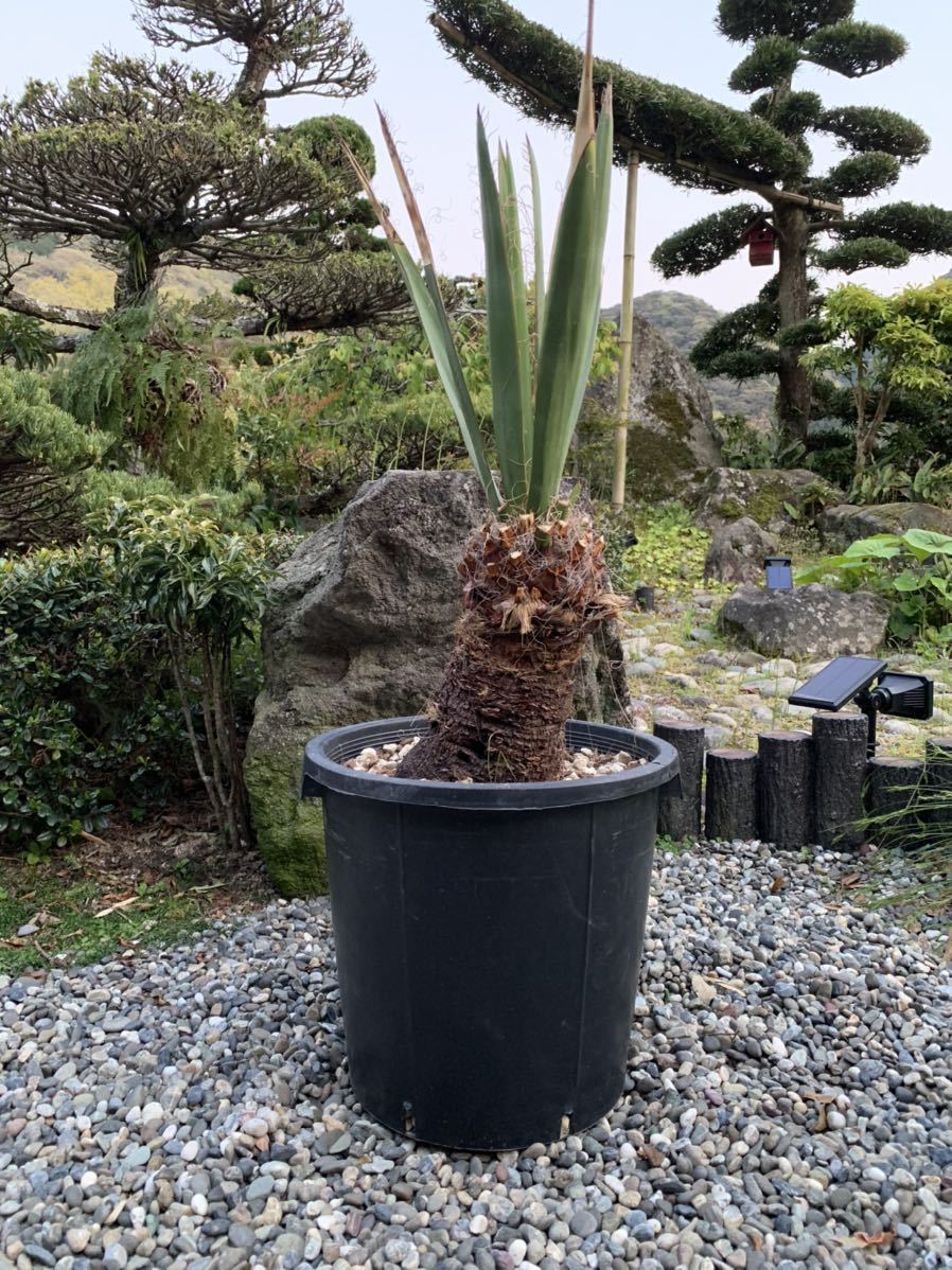 植物 ユッカ カルネロサーナ 耐寒性 太株1m22cm カルネロサーナ ユッカ
