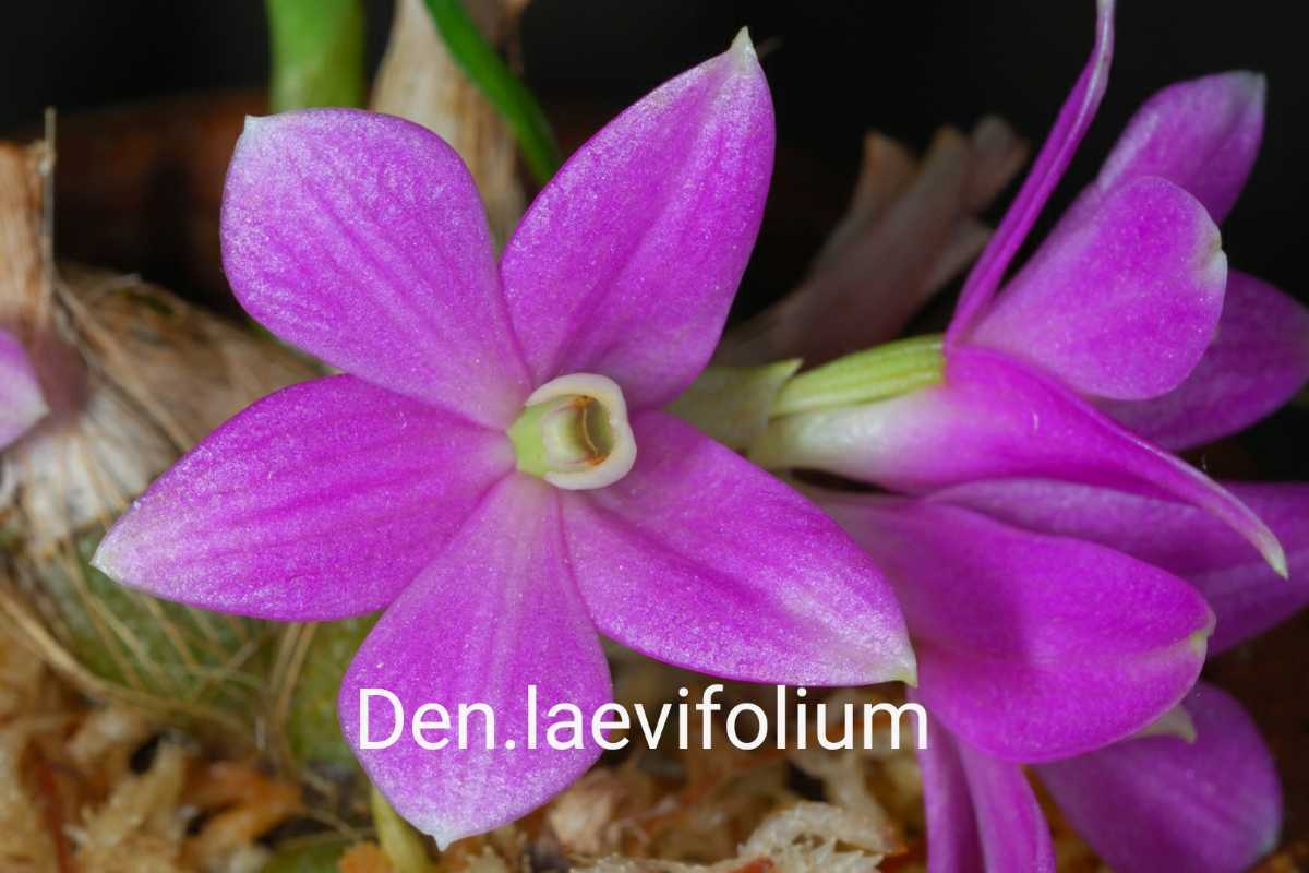 高品質，低価 洋蘭 ラン Den.laevifolium(ラン)｜売買されたオークション情報、yahooの商品情報をアーカイブ公開 - オークファン ラン