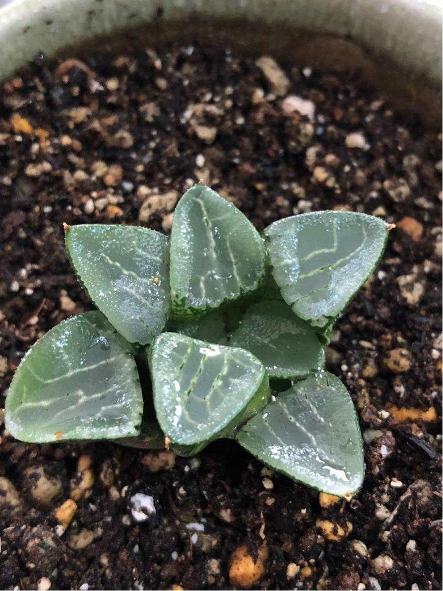 多肉植物 ハオルチア 月影寿 根は修理した為 今発根管理中 観葉植物 売買されたオークション情報 Yahooの商品情報をアーカイブ公開 オークファン Aucfan Com 多肉植物 ハオルチア 月影寿 根は修理した為 今発根管理中 観葉植物 売買されたオークション情報 Yahooの商品情報をアーカイブ公開 オークファン Aucfan Com