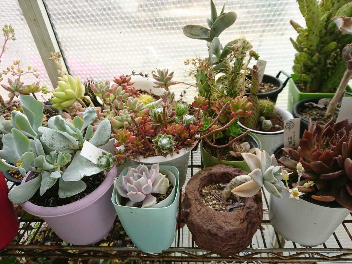 多肉植物カット苗お任せ25種類以上40カット センペルビブム エケベリア セダム セネシオ セデベリア属他 格安 お譲りします サボテン 売買されたオークション情報 Yahooの商品情報をアーカイブ公開 オークファン Aucfan Com
