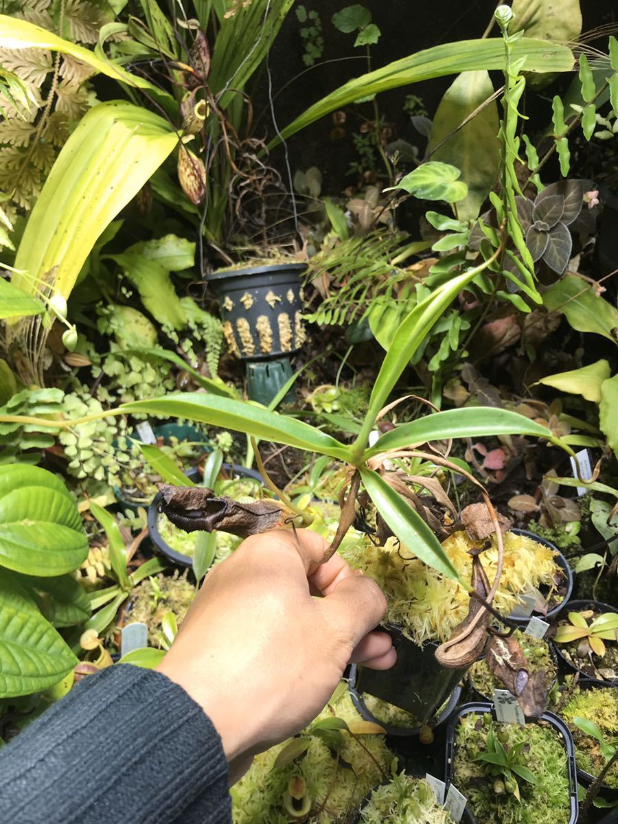 食虫植物 Biohazard Ⅰ ハエトリソウ バイオハザード1 /// Dionaea