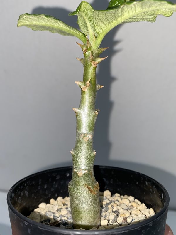 食虫植物 Biohazard Ⅰ ハエトリソウ バイオハザード1 /// Dionaea