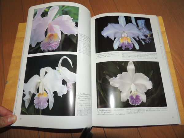 ISAO TSUJI CATTLEYA 辻勲 原種カトレアの世界南米への熱き想い Yahoo