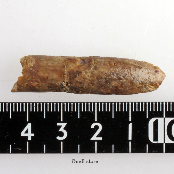 レア！体長20メートルに達した、巨大な竜脚形類、レッバキ - 魚の