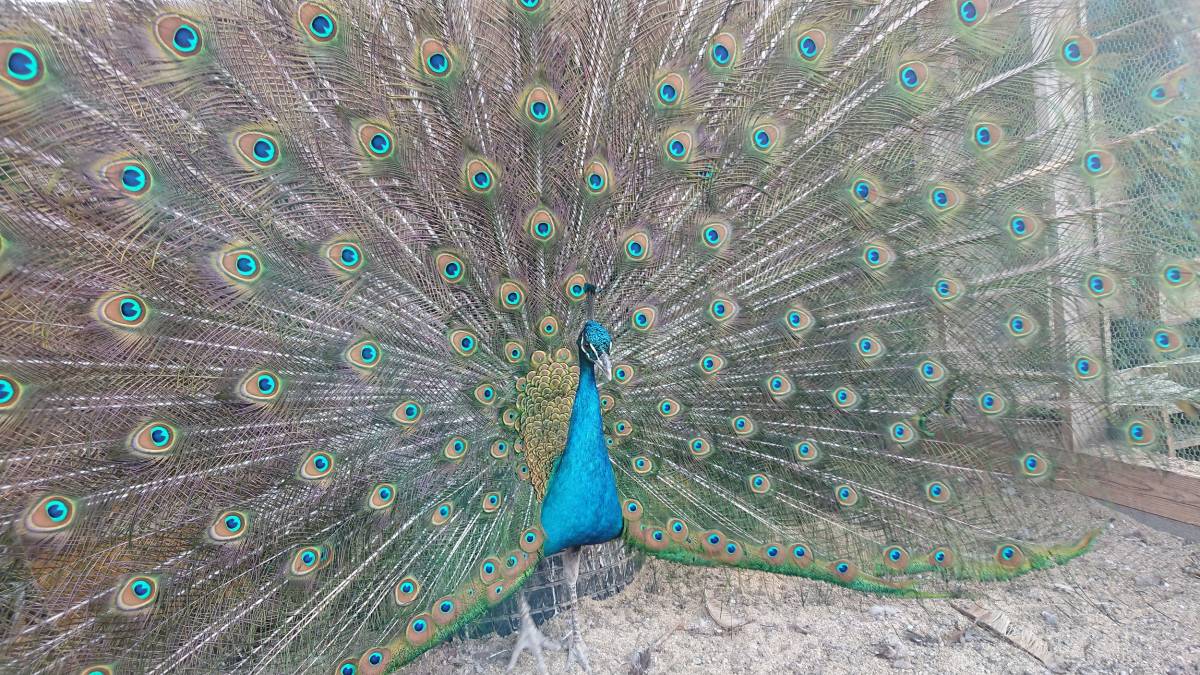 インドクジャクの種卵 ２個 有精卵 孔雀 卵 売買されたオークション情報 Yahooの商品情報をアーカイブ公開 オークファン Aucfan Com