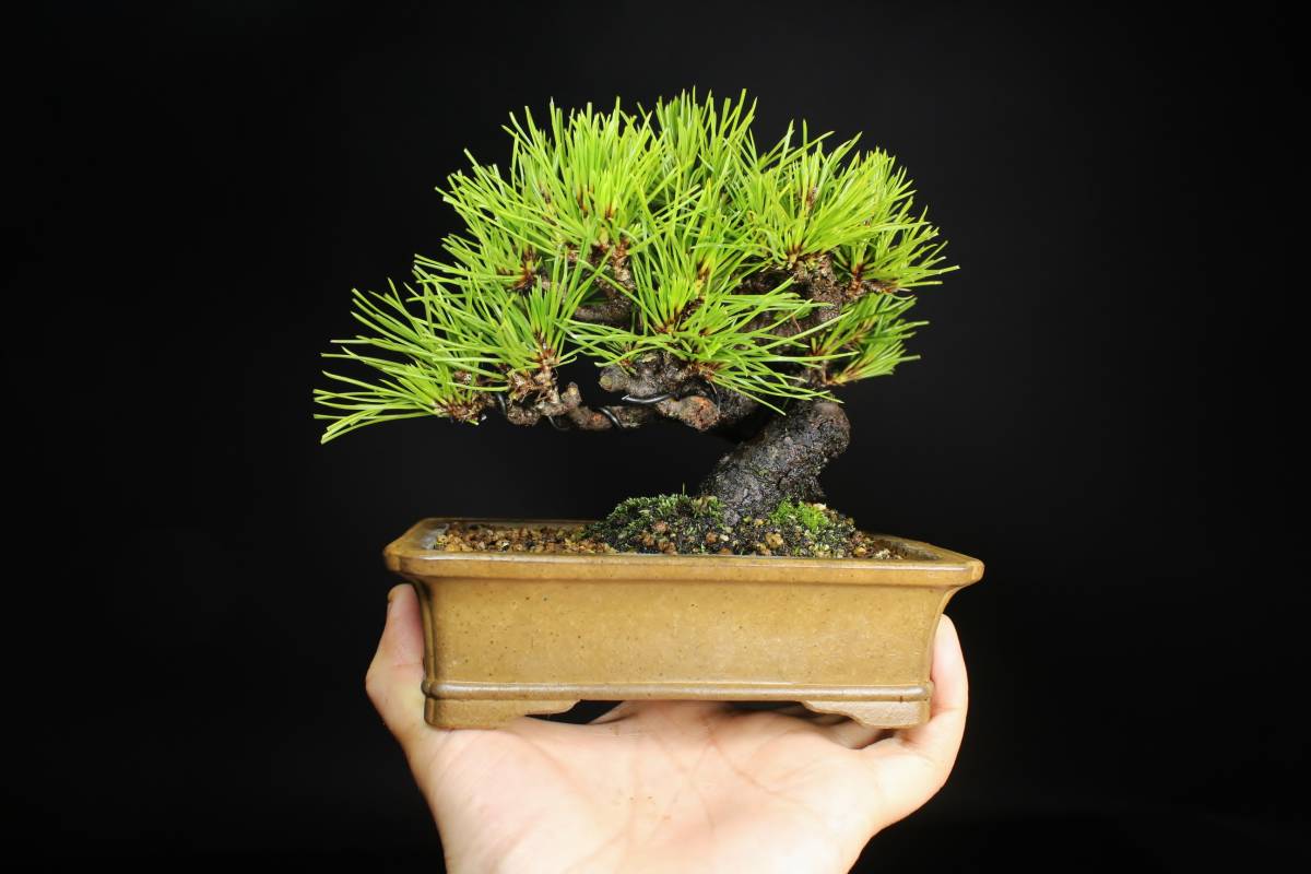 黒松 盆栽 くろまつ 盆栽妙 樹高 Pinus thunbergii 松 約13cm | 小品