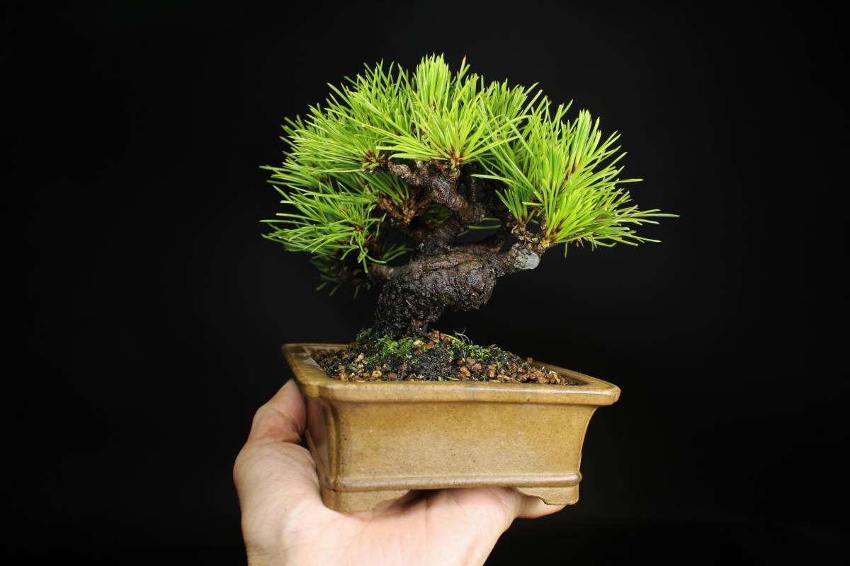 黒松 盆栽 くろまつ 盆栽妙 樹高 Pinus thunbergii 松 約13cm | 小品