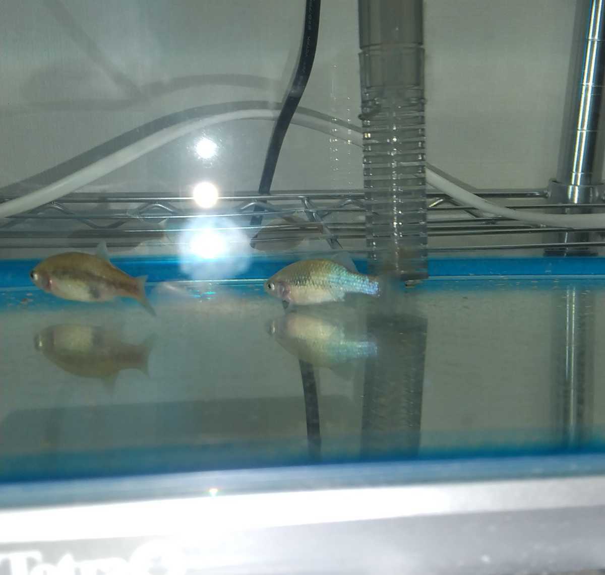 限定価格セール 真胎生メダカ ハイランドカープ 若魚 1ペア Www iwearparts Com