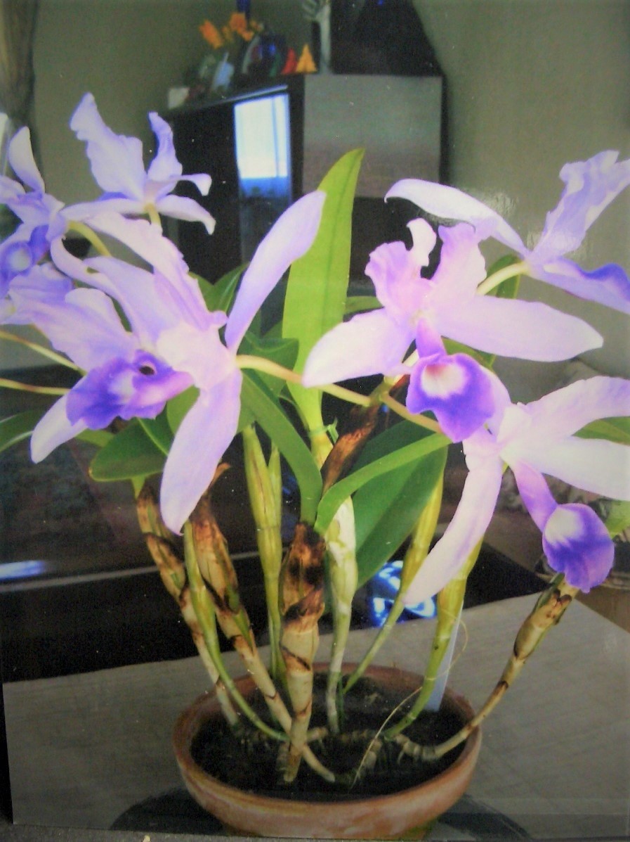 洋蘭原種カトレア C.skinneri f.coerulea 'My Blue Heaven' OG 超大株(ラン)｜売買されたオークション ...