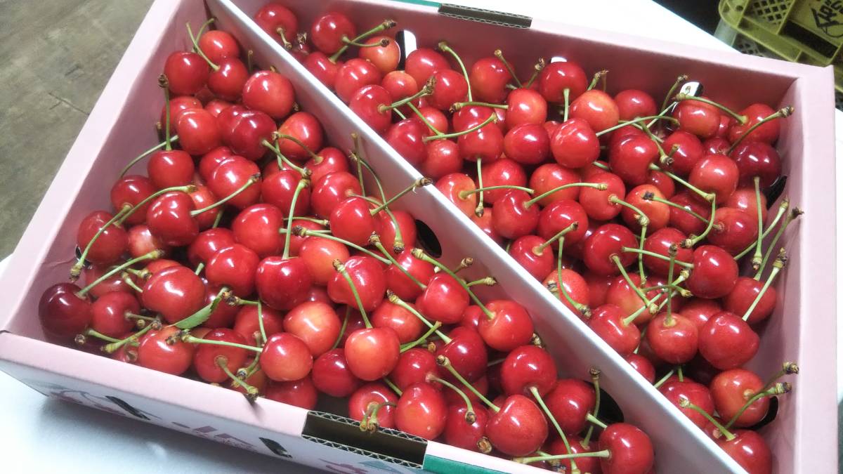 送料無料！贈答用☆生産量日本一山形県産さくらんぼ『佐藤錦