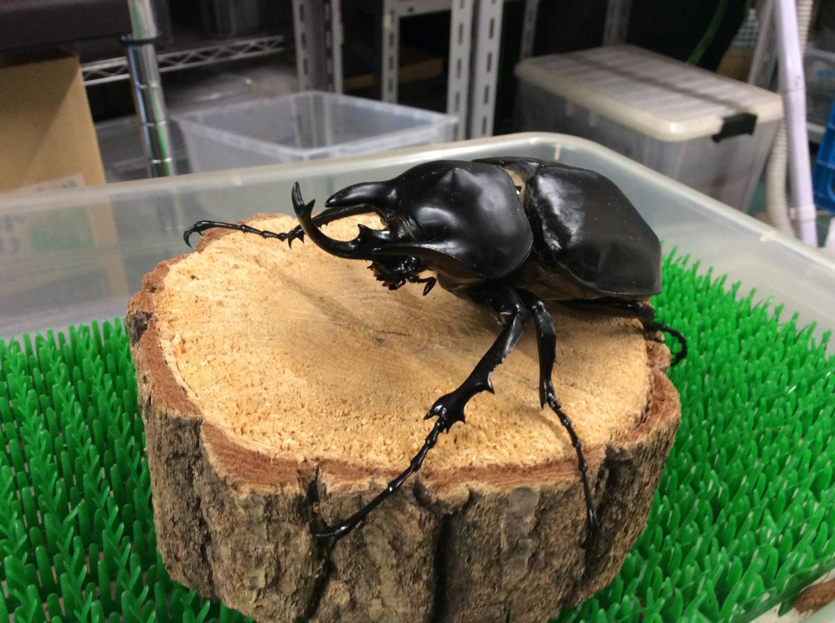 【W.P.B.】 アクティオン ゾウカブト 新成虫 ♂105mm 