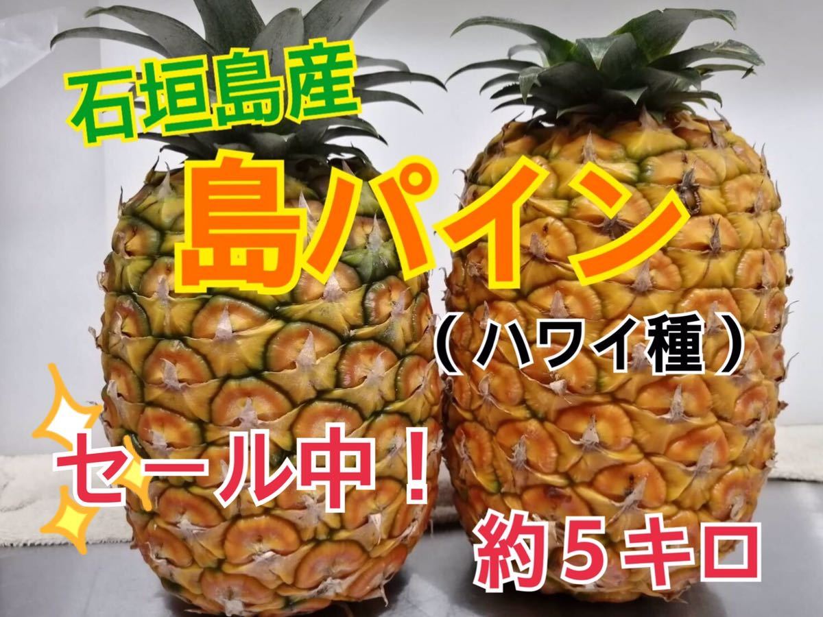 沖縄県産　石垣島　島パイン（ハワイ種）約５キロ　パイナップル　送料無料！