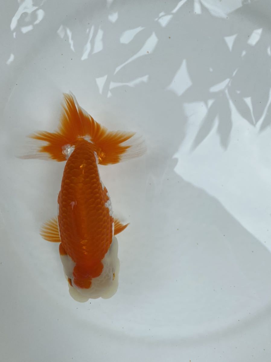 らんちゅう MK-R二歳魚、約13.5センチ、No，8146 二 | 金魚やぶろぐ by 