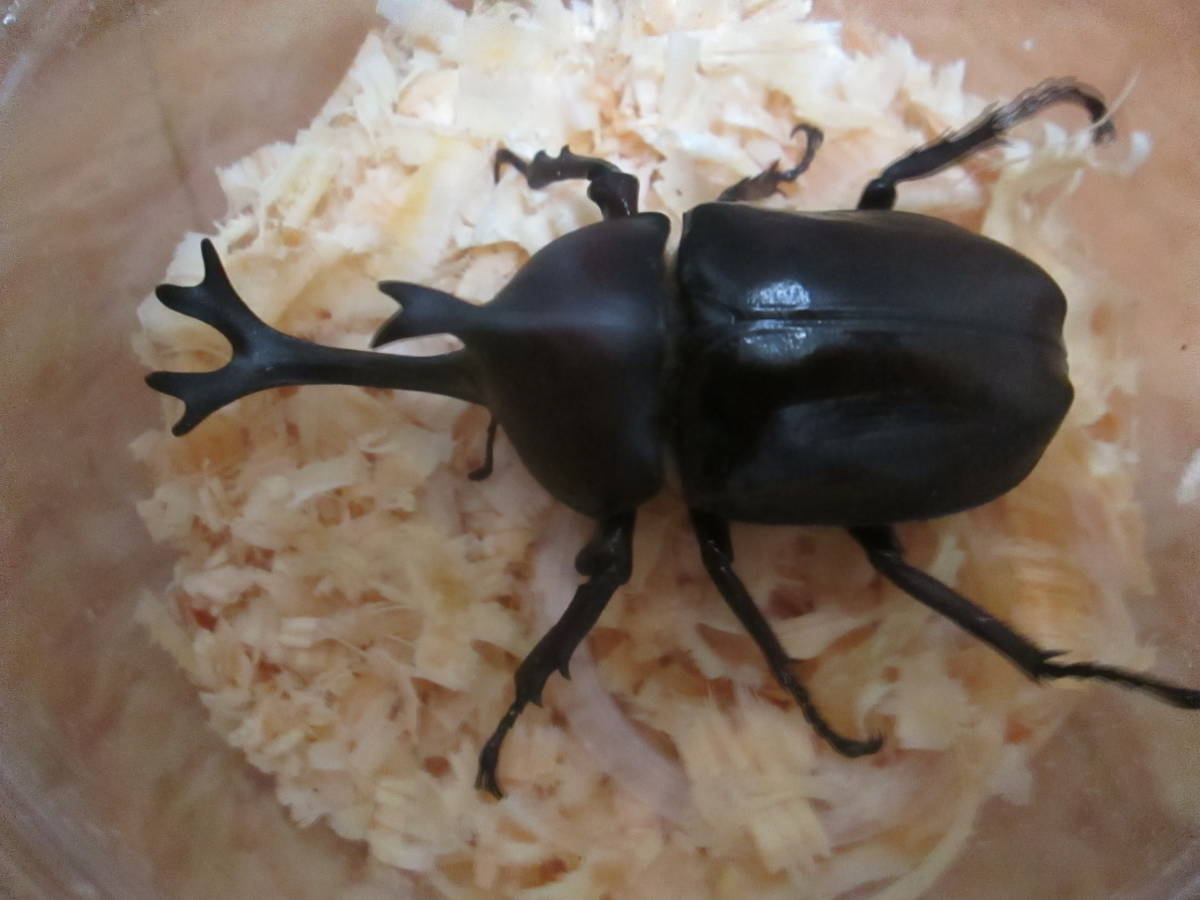 超特大 　愛知産　カブトムシ ♂84ｍｍ・82ｍｍ　２ペア　