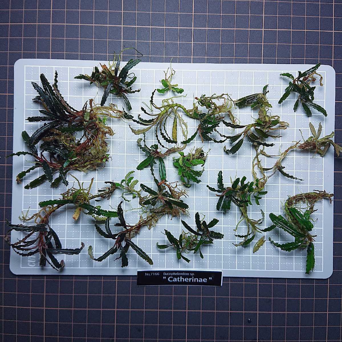 爆買い，新品 shitomiki Catherinae バラ株 No.7166 ブセファランドラ sp. 画像全て(水草)｜売買されたオークション情報、yahooの商品情報をアーカイブ公開 - オークファン その他