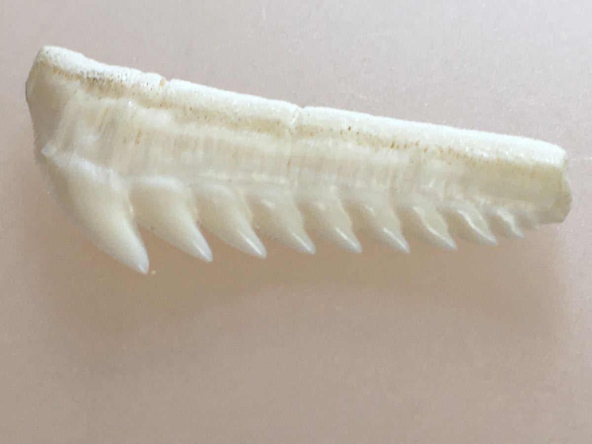 サメの歯 カグラザメ 歯 #71の入札履歴 - 入札者の順位