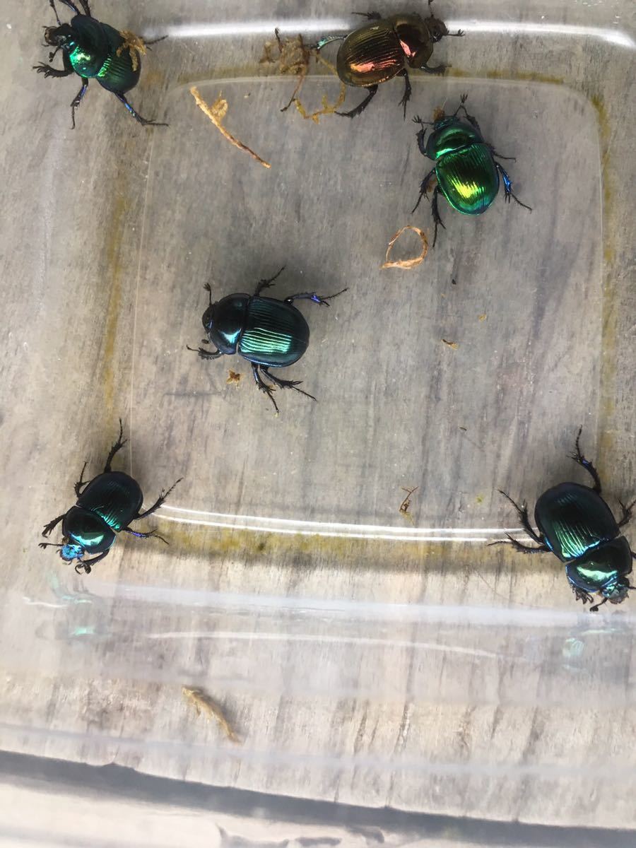 センチコガネ 6匹 ルリセンチ コガネムシ カナブン ルリセンチコガネ 虫類 売買されたオークション情報 Yahooの商品情報をアーカイブ公開 オークファン Aucfan Com センチコガネ 6匹 ルリセンチ コガネムシ カナブン ルリセンチコガネ 虫類 売買されたオークション情報 Yahooの商品情報をアーカイブ公開 オークファン Aucfan Com