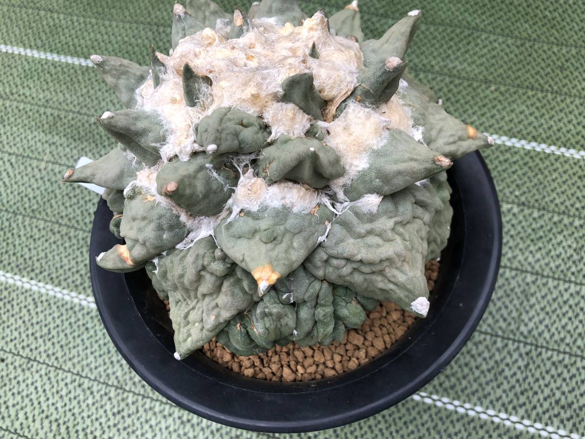 サボテン 花牡丹モンスト