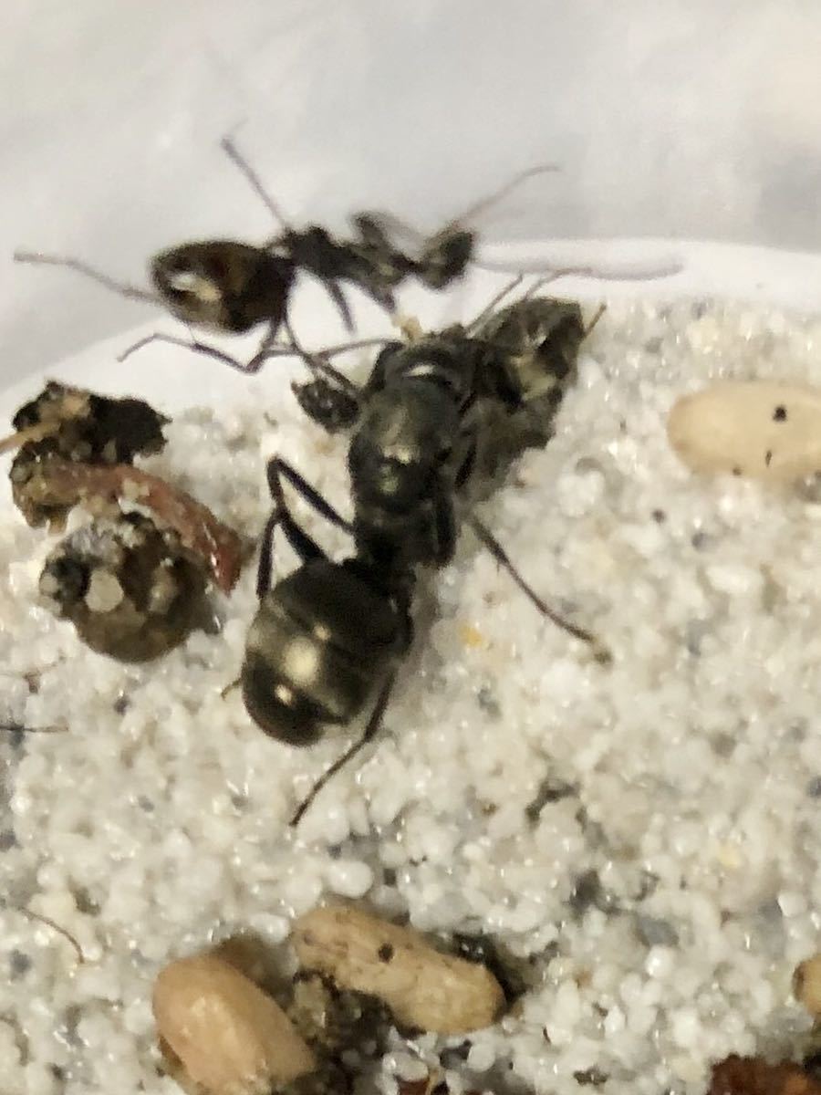 昆虫 クロヤマアリ 女王 １匹 ギフ 包装 女王