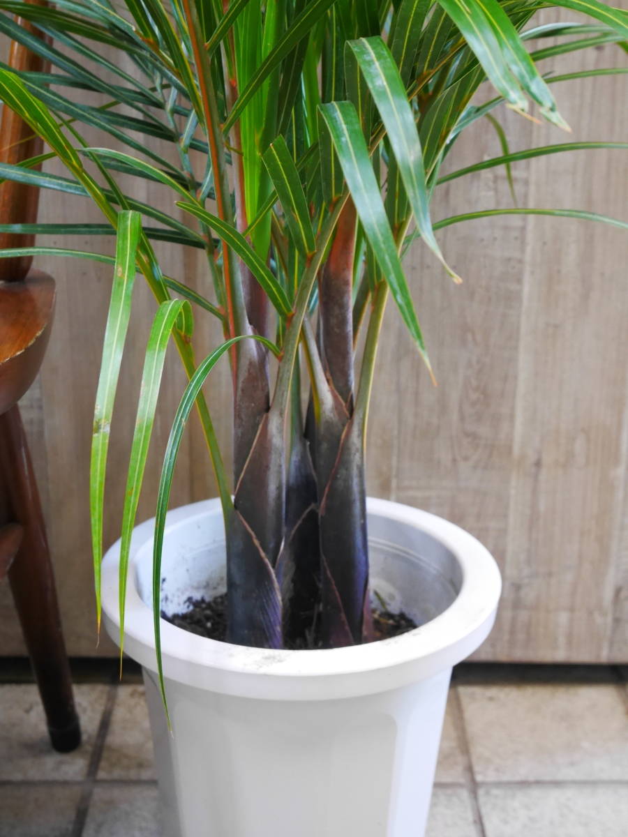 トックリヤシ８号大 卸価格！観葉植物 トックリヤシモドキ 8号 1 約120㎝ ヤフオク限定特価