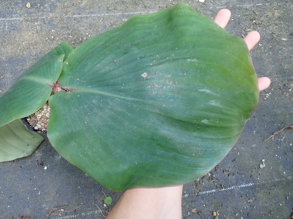 遊戯王 日版 スーパーレア以上のレアリティのみ1000枚セット まとめ売り 遊戯王 スーパーレア以上大量まとめ売りSR以上 1000枚 1円 トレカ