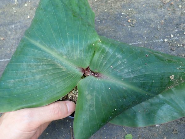 遊戯王 スーパーレア以上大量まとめ売りSR以上 1000枚 1円 トレカ