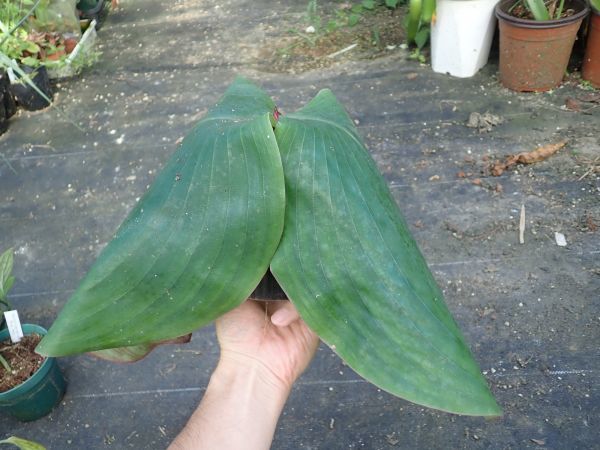 遊戯王 スーパーレア以上大量まとめ売りSR以上 1000枚 1円 トレカ