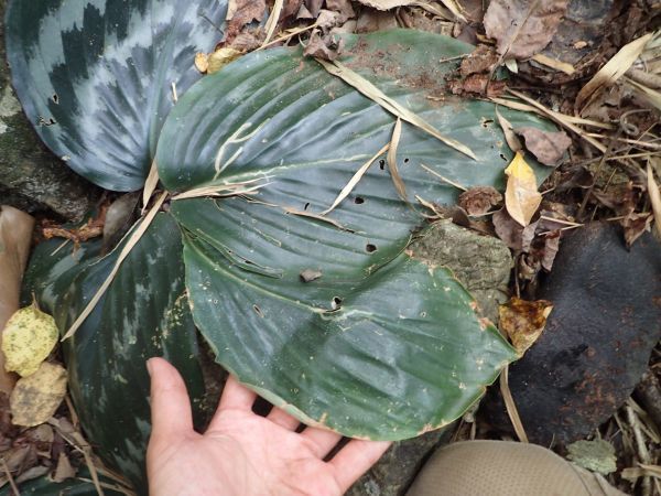 遊戯王 スーパーレア以上大量まとめ売りSR以上 1000枚 1円 トレカ