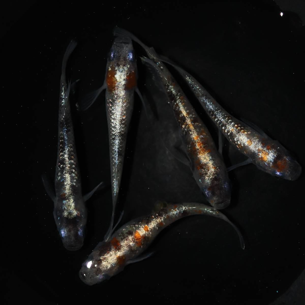l634717737.1
