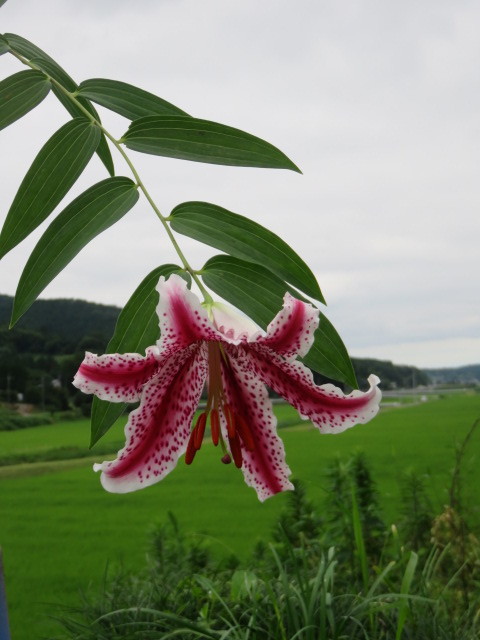 鉢植え 山野草 紅筋ヤマユリ
