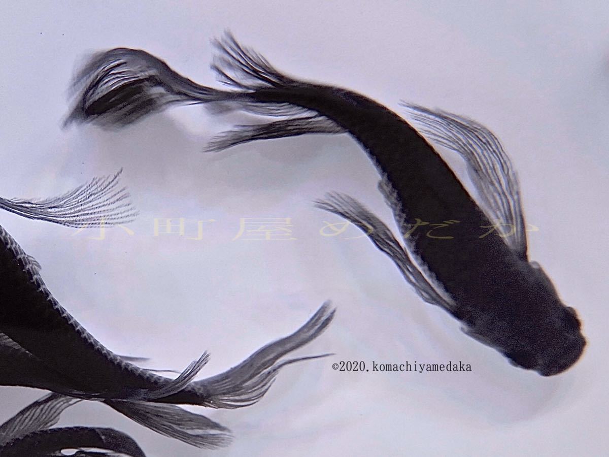 小町屋めだか]若魚サイズ15匹☆特別血統☆生後4ヶ月で、驚異のヒレ長