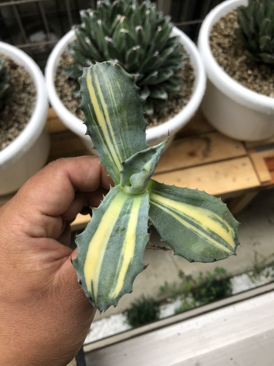 多肉植物アガベ フェロックス錦極上斑良株 【公式通販】
