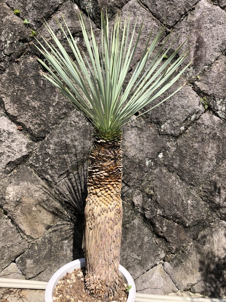 ユッカ ロストラータ シルバーブルーの幅広葉個体(Yucca rostrata