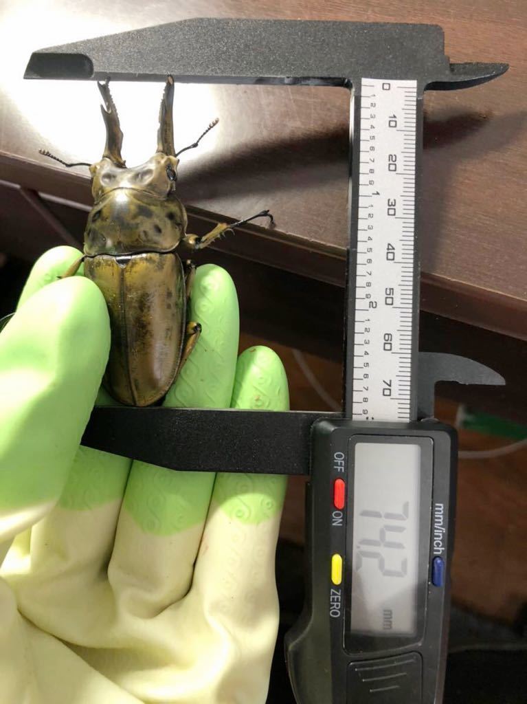 親♂74.2mm！ババオウゴンオニクワガタ初令幼虫3頭セット
