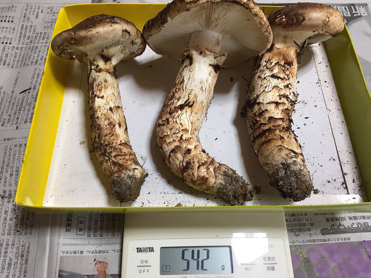 松茸 マツタケ 600グラム グラム マツタケ 6