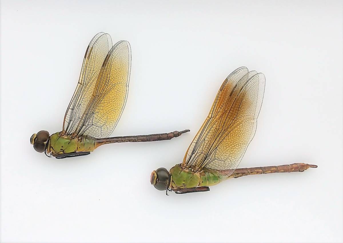 昆虫 トンボ 標本 ギンヤンマペア 栃木県壬生町産 虫類 売買されたオークション情報 Yahooの商品情報をアーカイブ公開 オークファン Aucfan Com