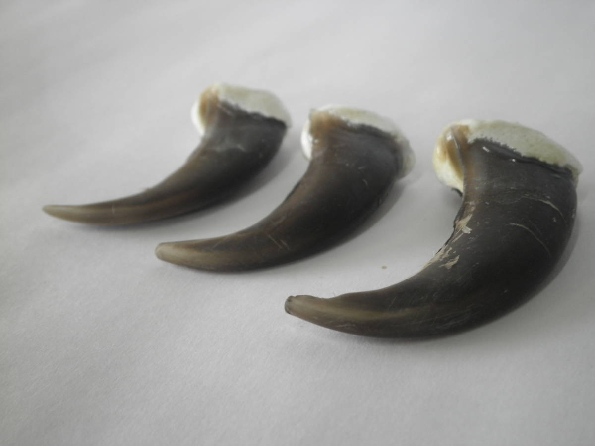 剥製 ベアクロー 羆 ヒグマ爪 熊爪 ひぐま 熊の爪 ツメ Yahoo