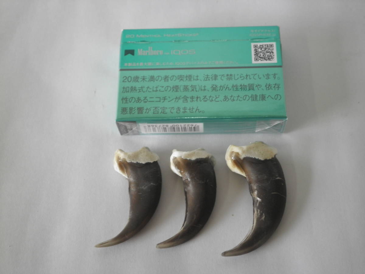 剥製 ベアクロー 羆 ヒグマ爪 熊爪 ひぐま 熊の爪 ツメ Yahoo
