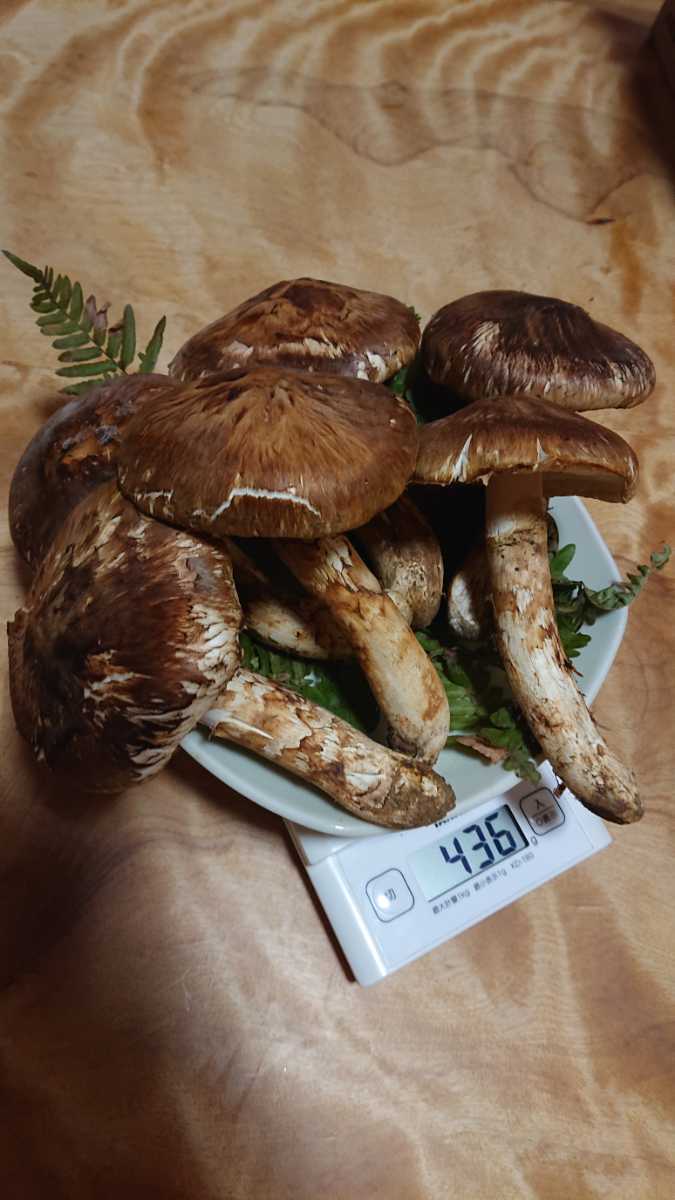 10月18日採取松茸436g「最後」 こ度は当をご覧頂きありがとうございます