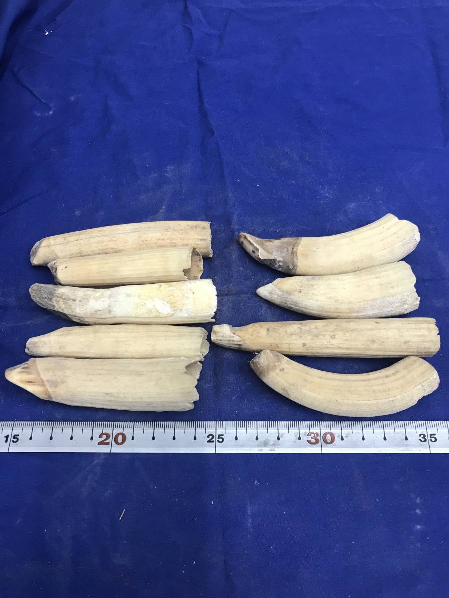 河馬 カバ牙歯材445g漁具疑似餌ルアー彫刻根付 | 河馬 カバ牙