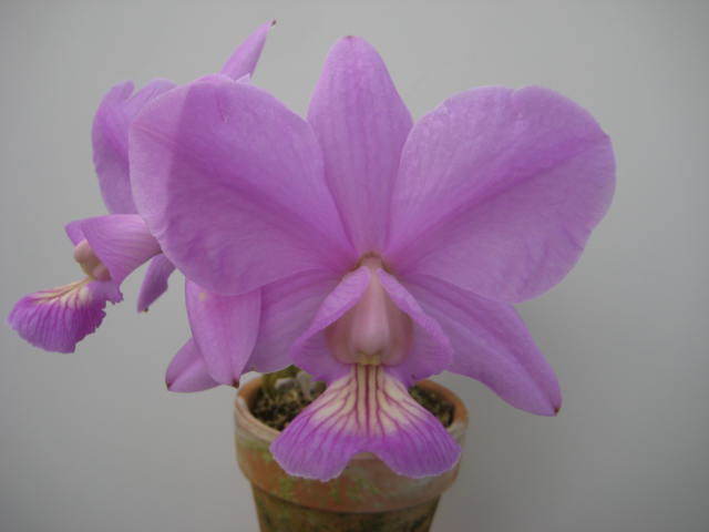 洋蘭 原種 カトレア C. nobilior 'Olympus' OG 開花株サイズ