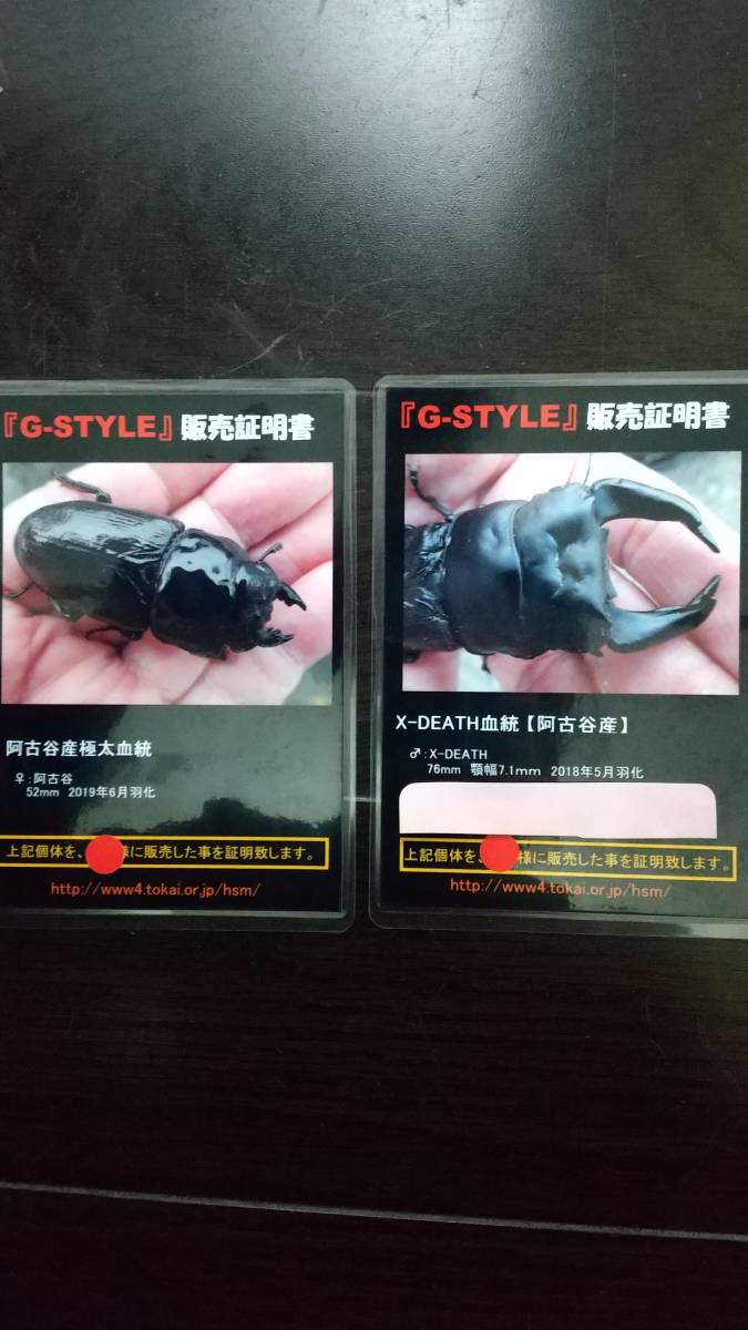 【人気SALE，人気】 極太オオクワ G-STYLE様 X-DEATH&times;阿古谷 3令幼虫ペア(国産)｜売買されたオークション情報、yahooの商品情報をアーカイブ公開 - オークファン 国産
