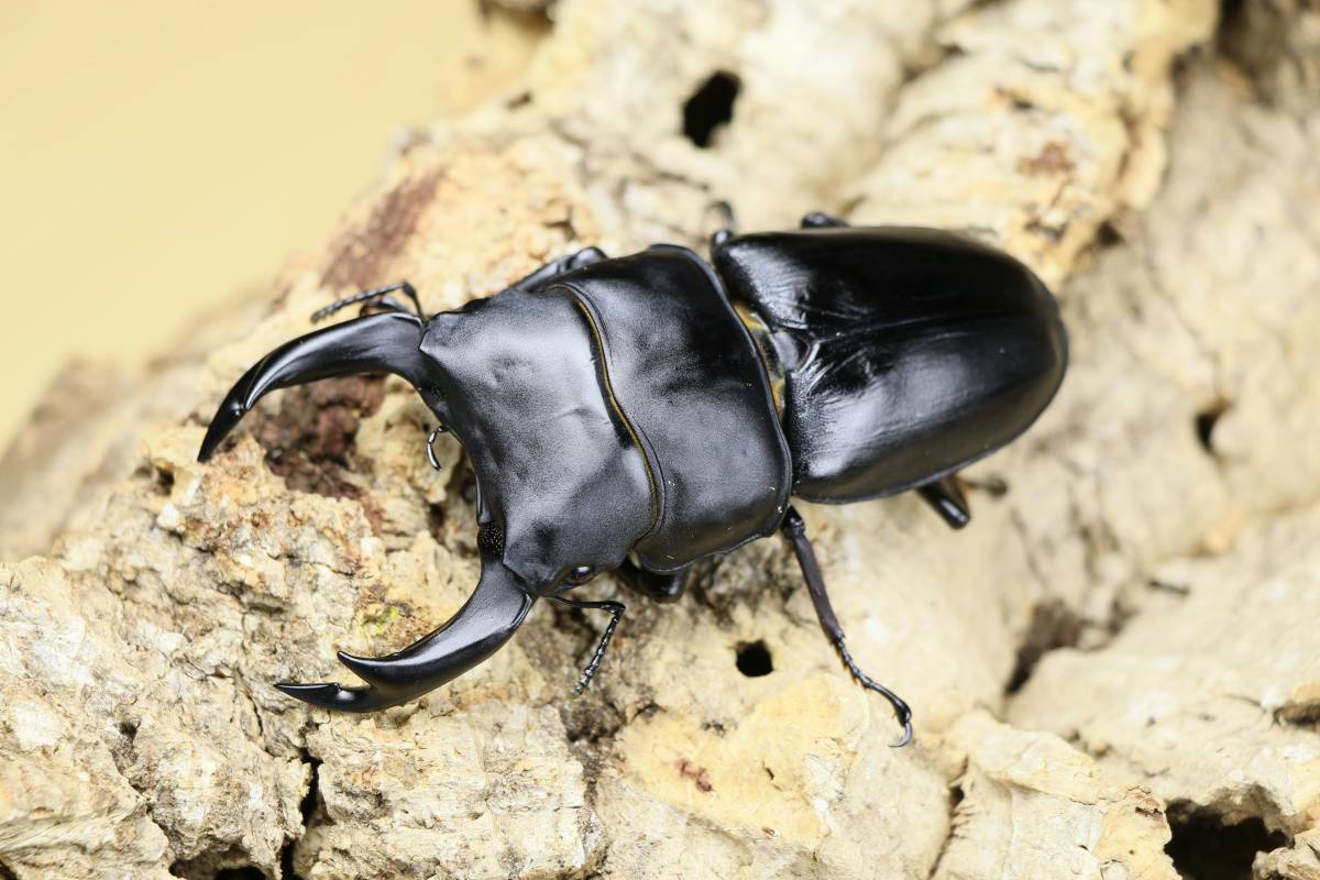 クワガタ 成虫 国産 オオクワガタ 能勢YG血統 ペア ♂83.0㎜（同腹88.4 