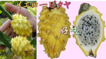 熱帯果樹 イエローピタヤ黄色ドラゴンフルーツ 挿し 1苗 果物 売買されたオークション情報 Yahooの商品情報をアーカイブ公開 オークファン Aucfan Com