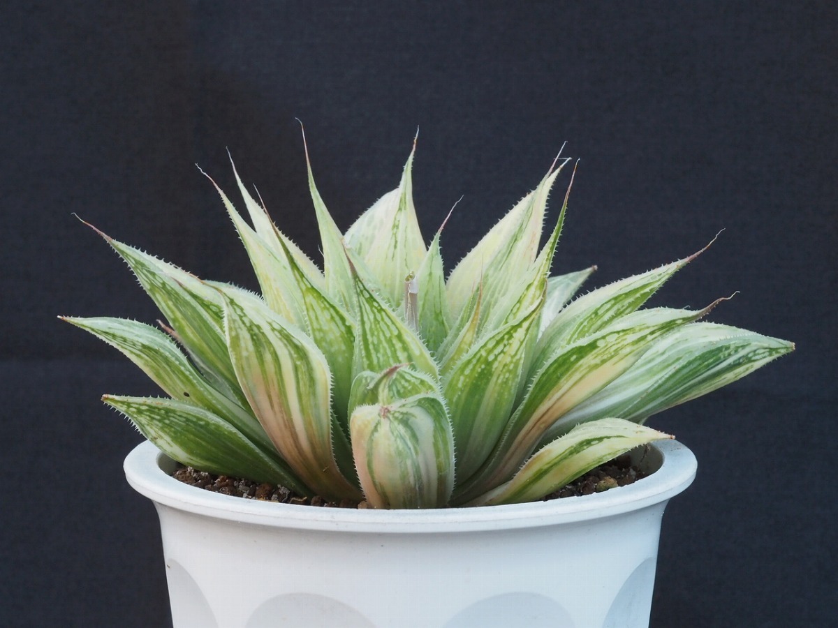 正規品，SALE ハオルチア リンダ実生 1 多肉植物(サボテン)｜売買されたオークション情報、yahooの商品情報をアーカイブ公開 - オークファン サボテン