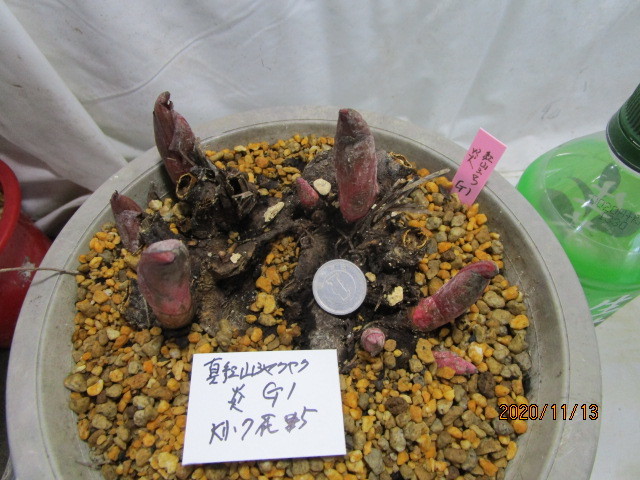 山野草 - 紅覆輪花ヤマシャクヤク やましち山野草店 小苗:1～2作開花 まつこの庭 山野草　真紅ヤマシャ炎大小7芽花5芽Ｎ01