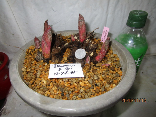 山野草 - 紅覆輪花ヤマシャクヤク やましち山野草店 小苗:1～2作開花 まつこの庭 山野草　真紅ヤマシャ炎大小7芽花5芽Ｎ01